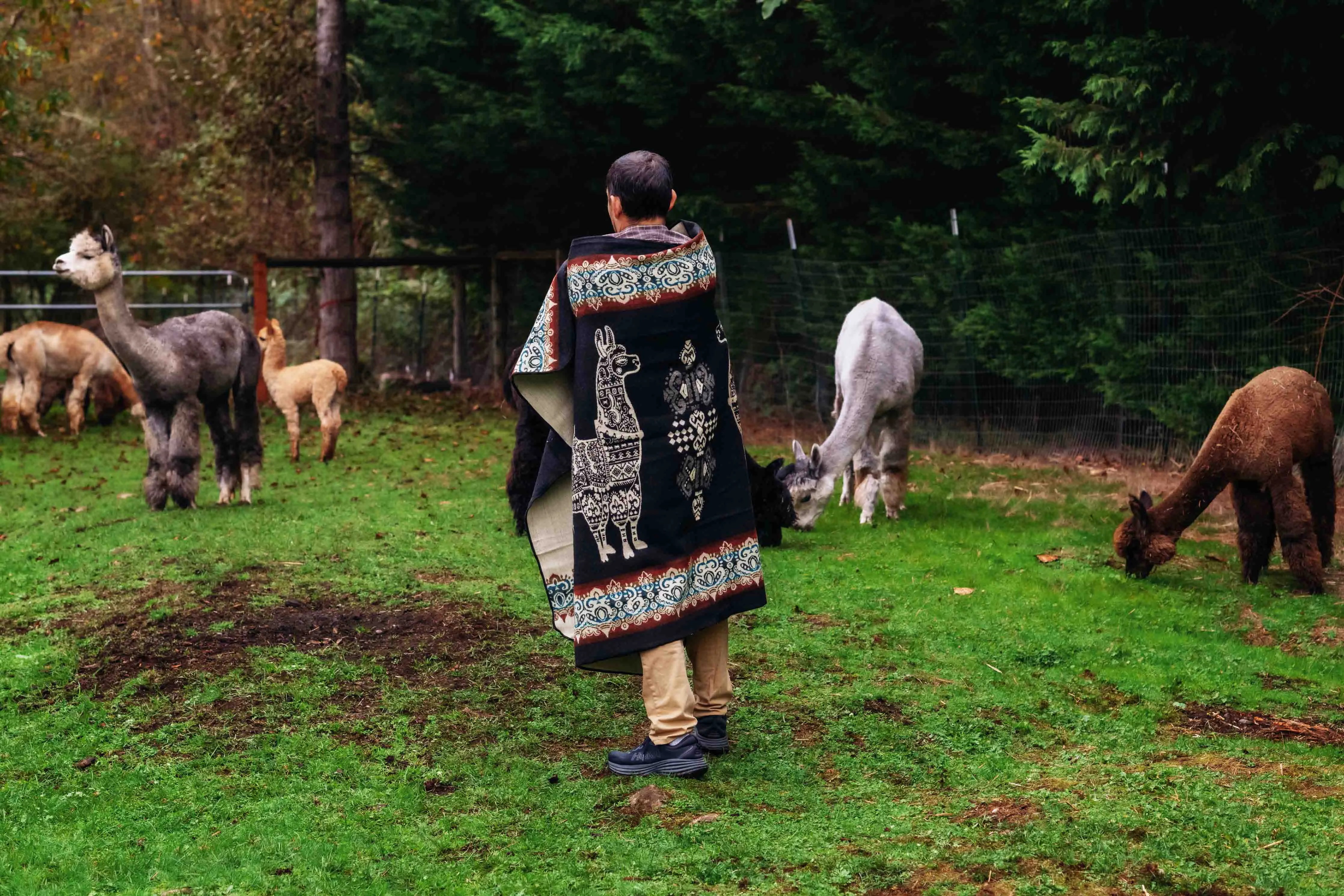 Alpaca - Black - Alpaca Wool Blanket - Enchanted Farms