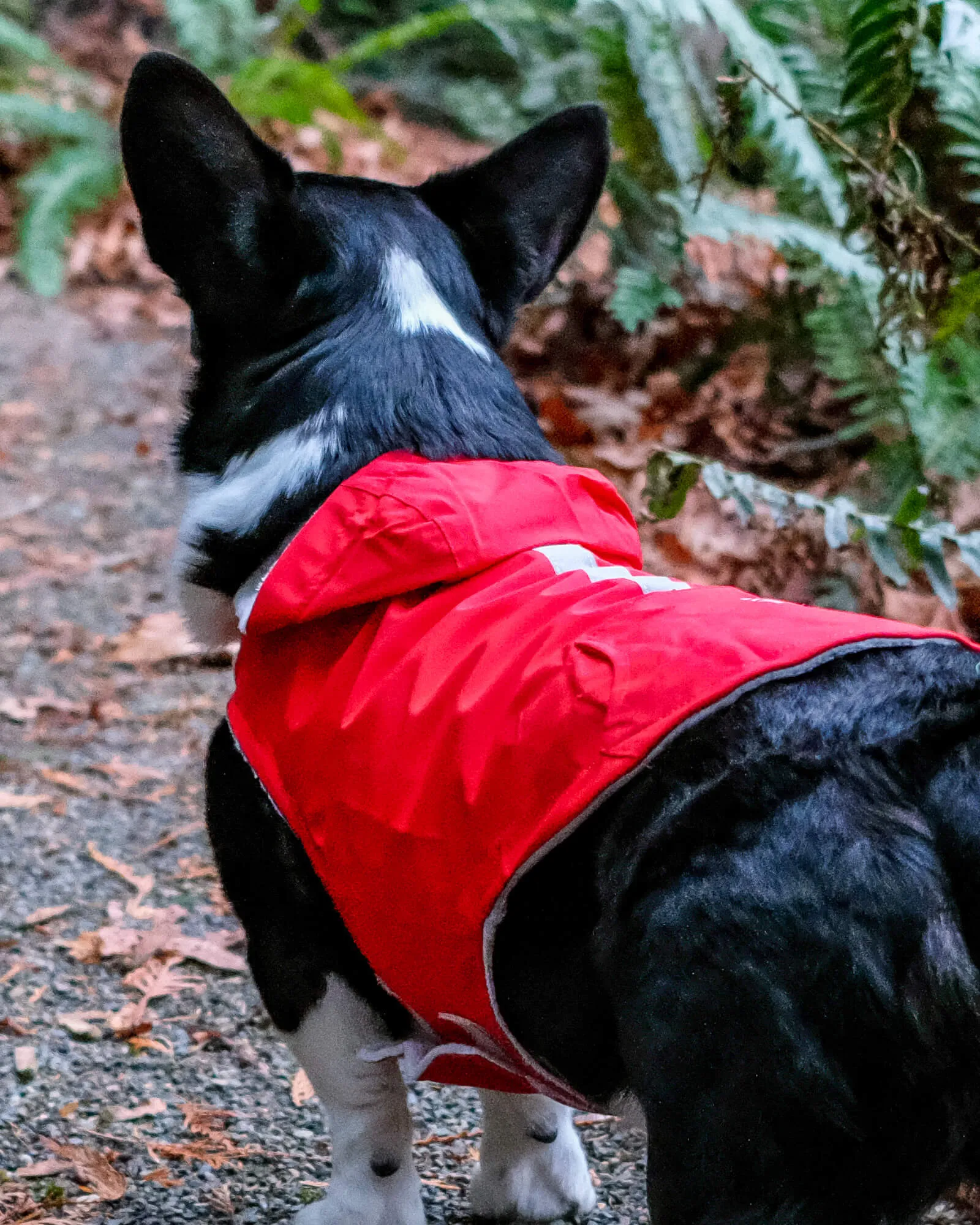 Dog Raincoat